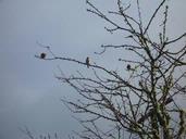 Charmaine Ki Re; Winterbirds